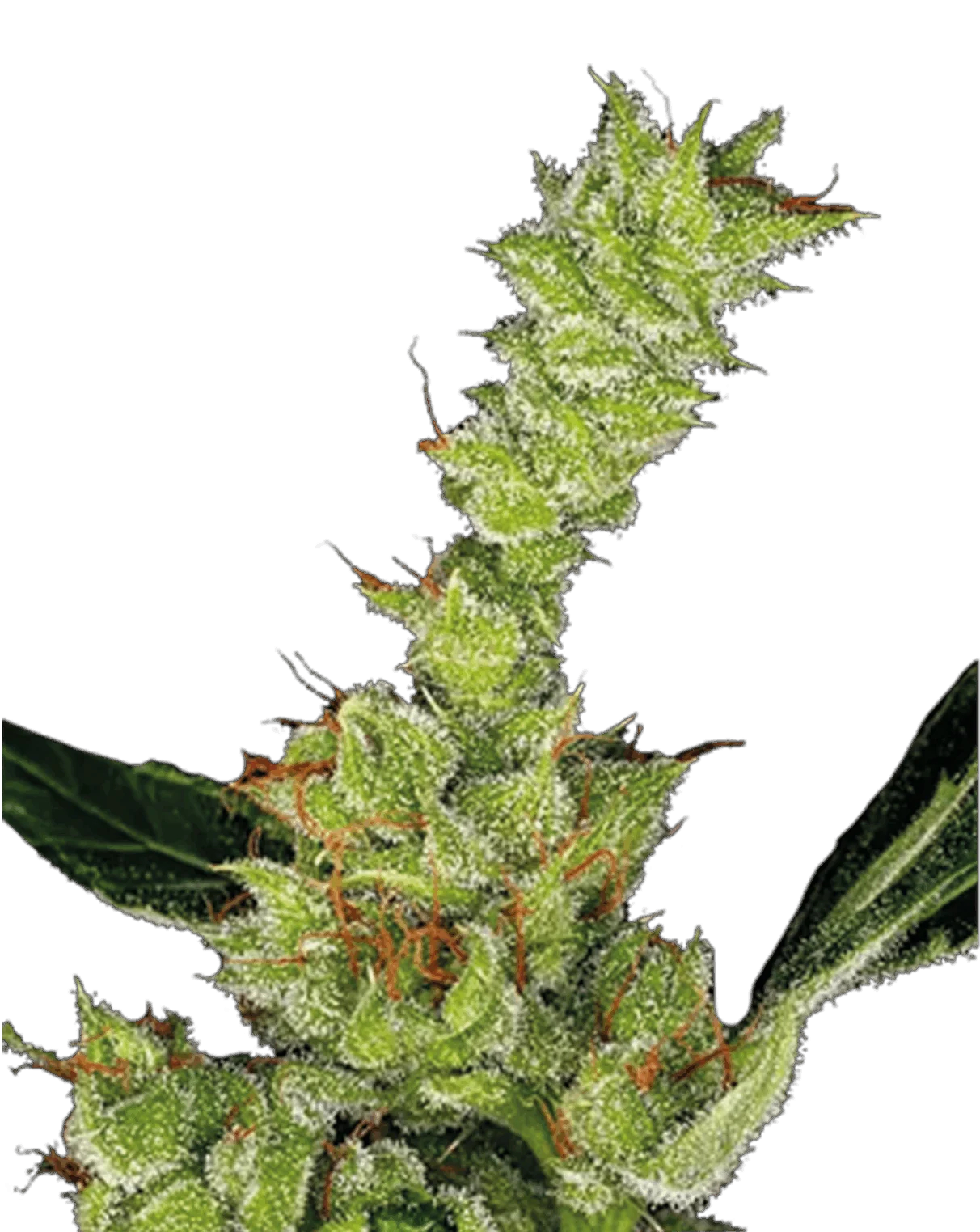 Dr. Grinspoon cannabis