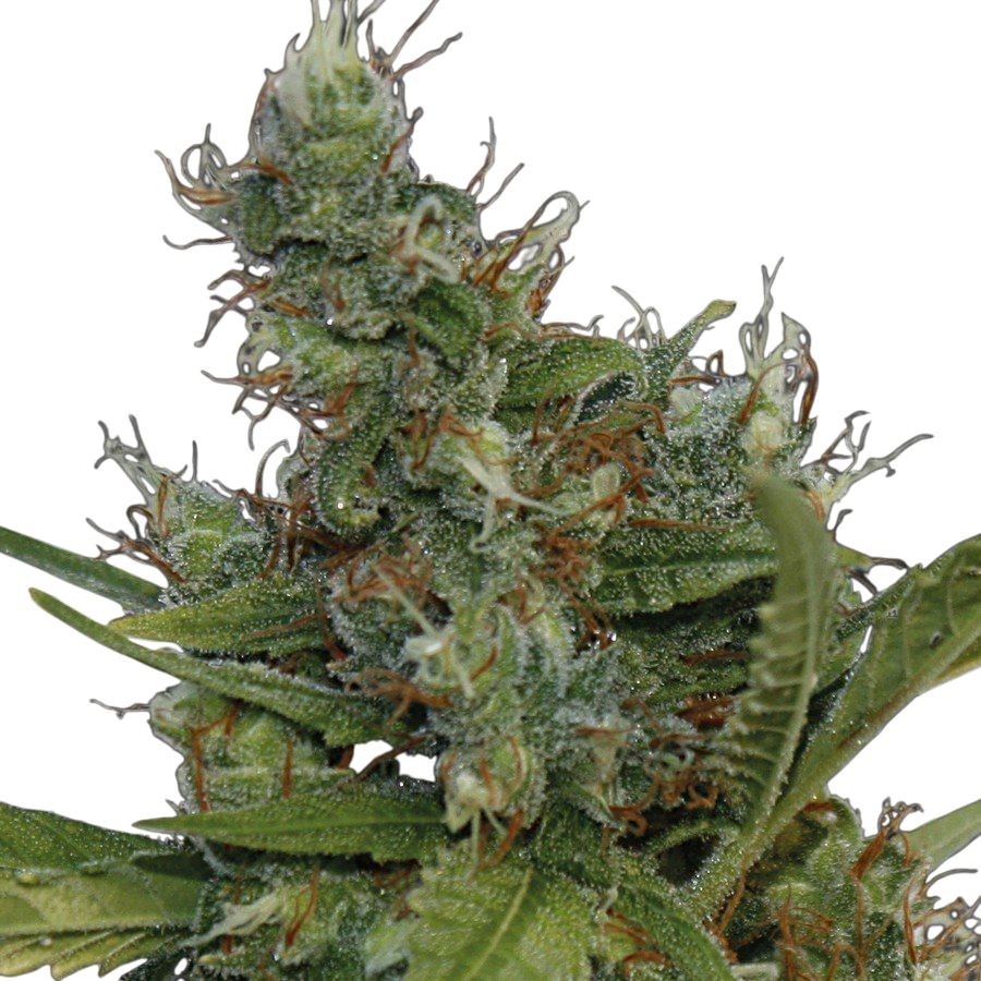 Morning Glory cannabis