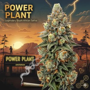 Power Plant