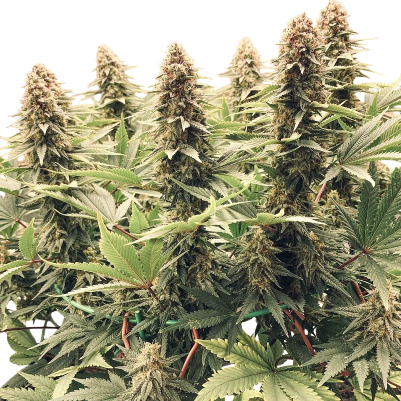 Power Plant cannabis