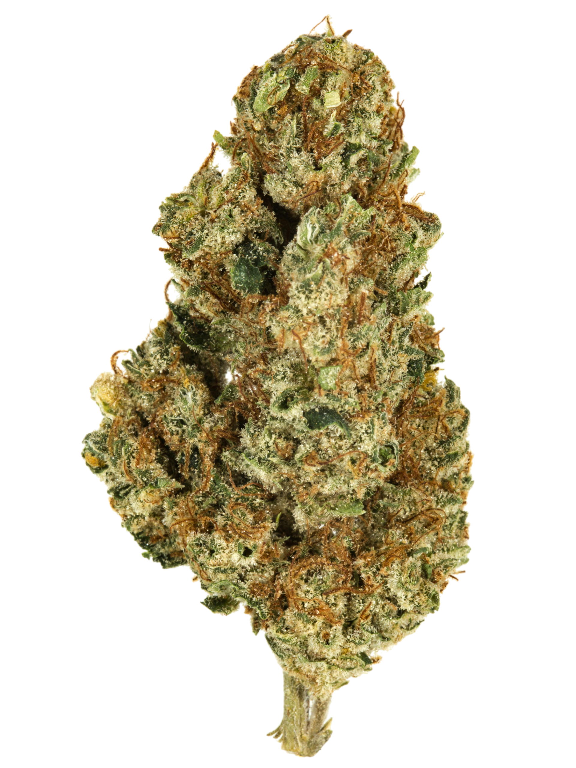 Skunk # 1 cannabis Skunk # 1 cannabis