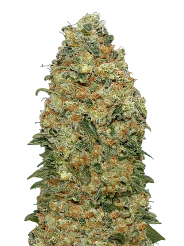 Super Skunk cannabis