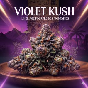 Violet Kush