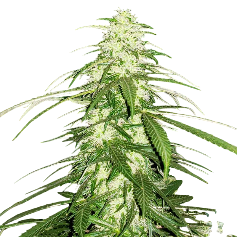 White Russian cannabis White Russian cannabis