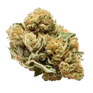 Bruce Banner - USA - MCPN - 10-OH+