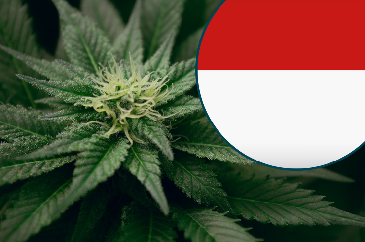 cannabis est il légal en Indonésie cannabis est il légal en Indonésie