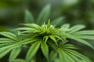 producteur de cbd france cbd grossiste france