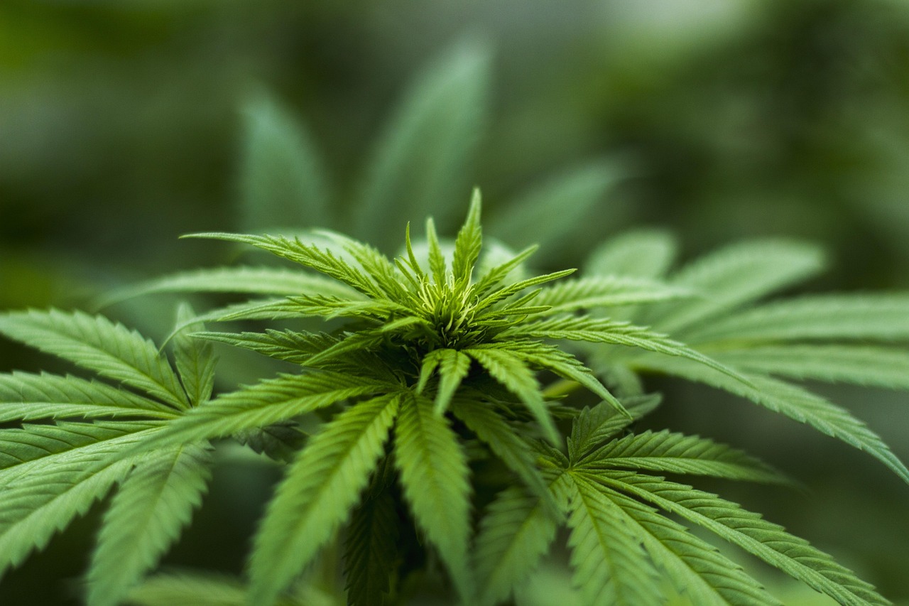producteur de cbd france cbd grossiste france