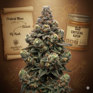Critical Kush