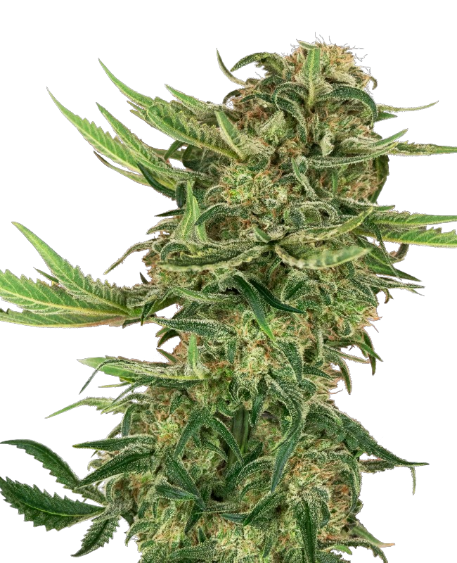 Nicole Kush cannabis