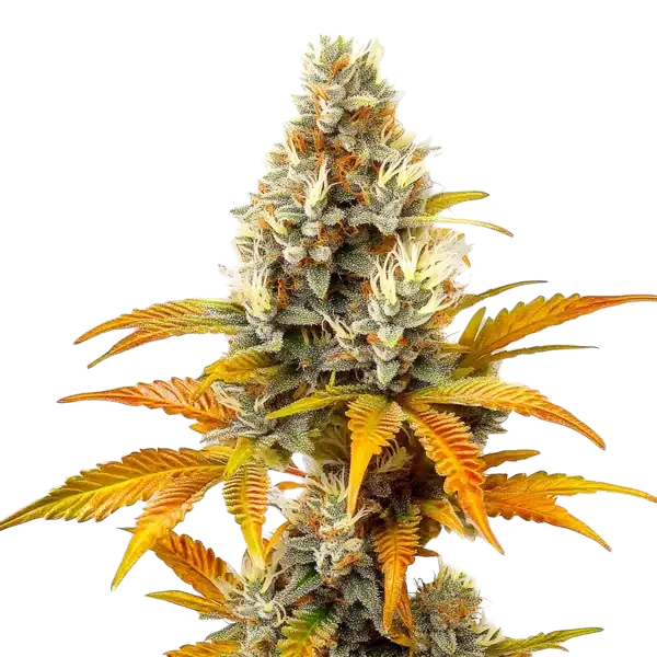 Sour-Tangie-cannabis