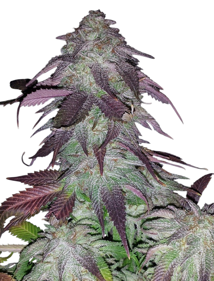 Blackberry Kush cannabis Blackberry Kush cannabis