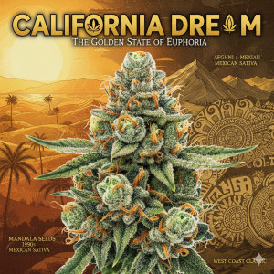California Dream