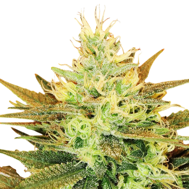 Golden Goat cannabis