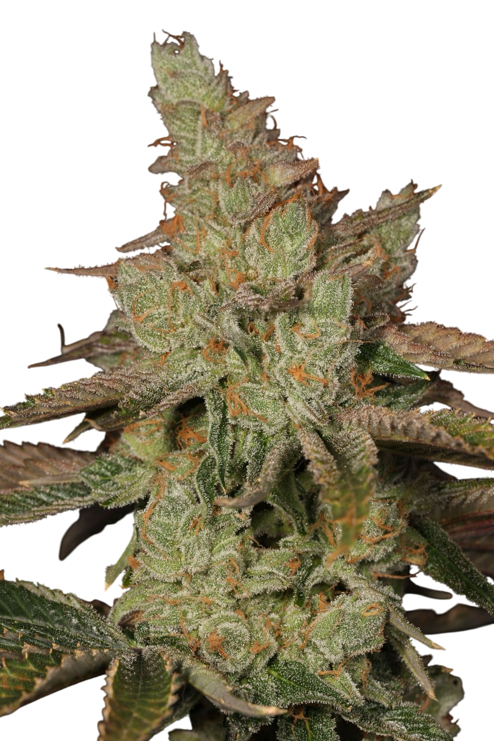 Key Lime Pie cannabis