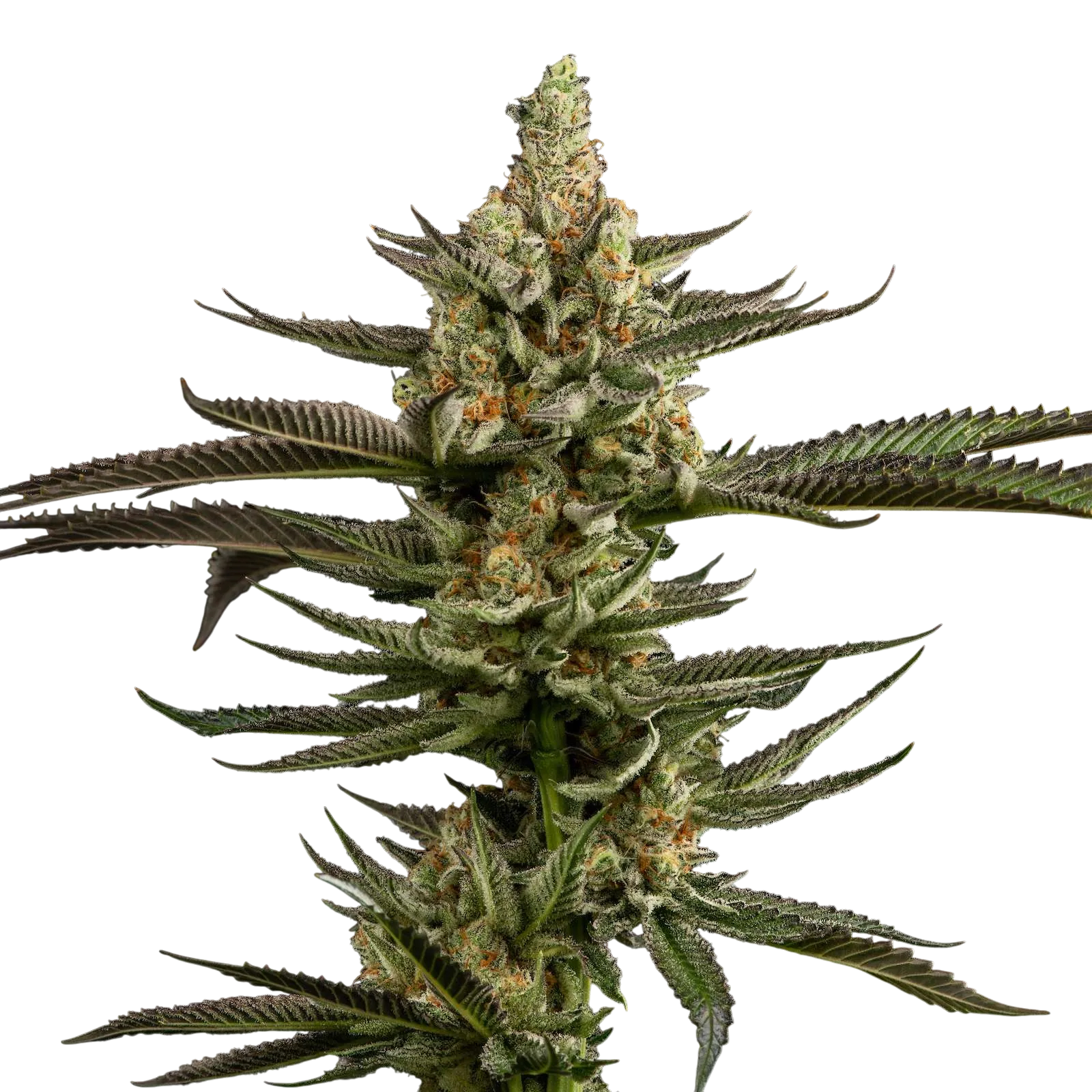 Peanut Butter Breath cannabis