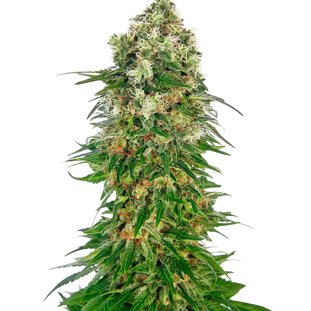 Shiva Skunk cannabis Shiva Skunk cannabis