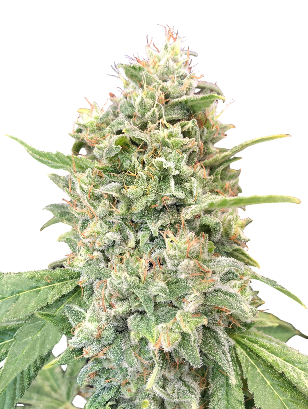 Strawberry Banana cannabis