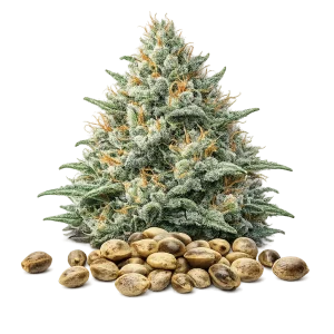 Gelato 41 - USA -  Graine CBD féminisées - Autofloraison