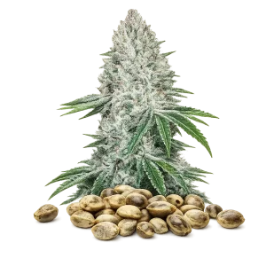 Gorilla Glue - USA - Graines CBD féminisées - Autofloraison