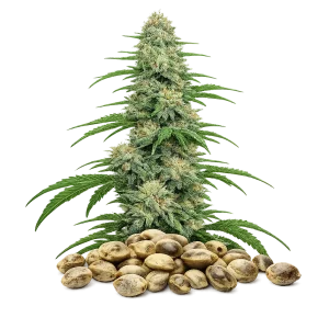 Mexican Sativa - USA - Graines CBD féminisées - Autofloraison