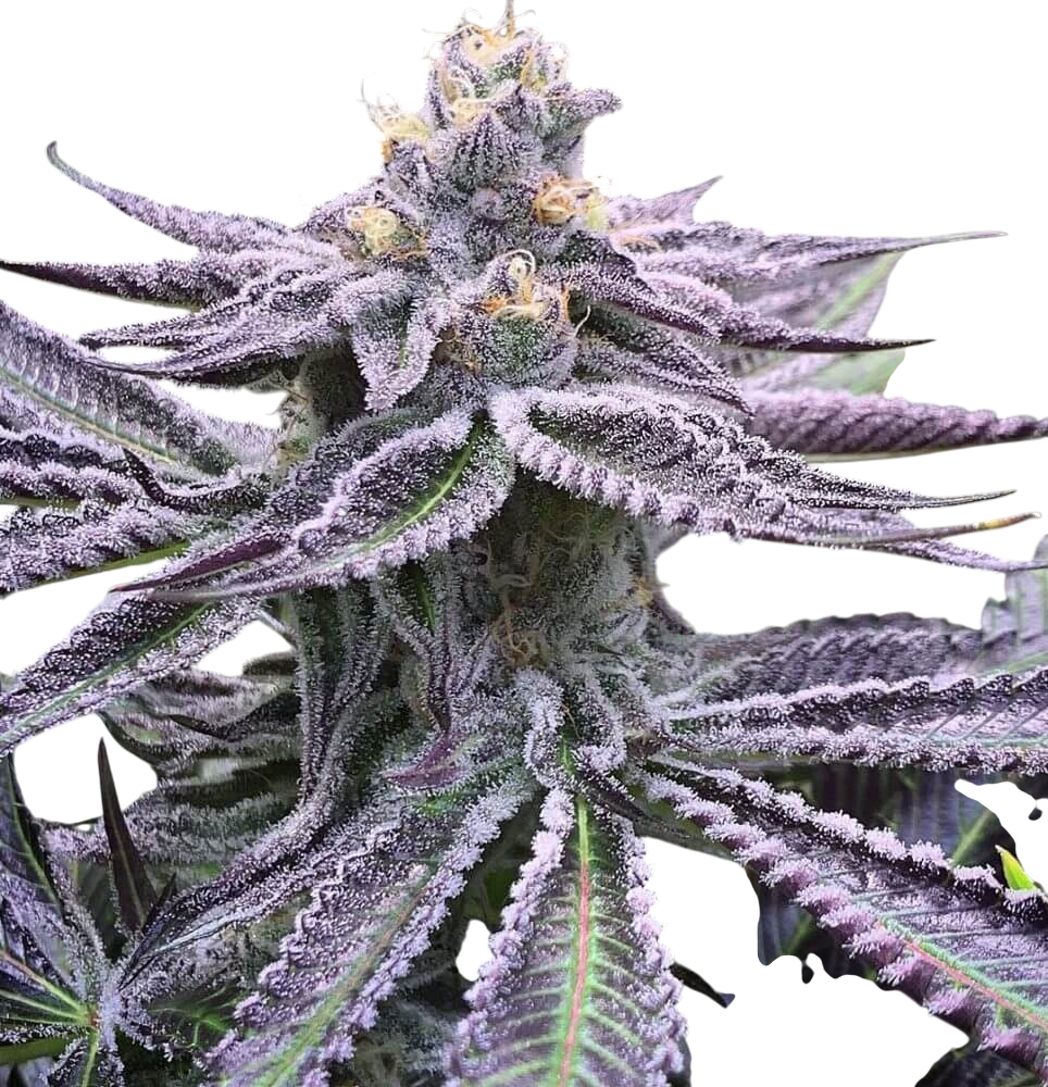 purple punch cannabis