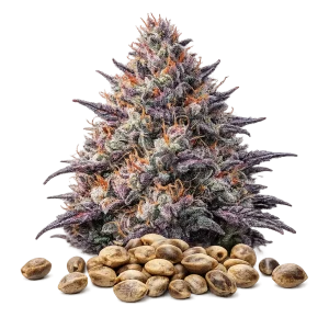 Red Runtz - USA -  Graine CBD féminisées - Autofloraison