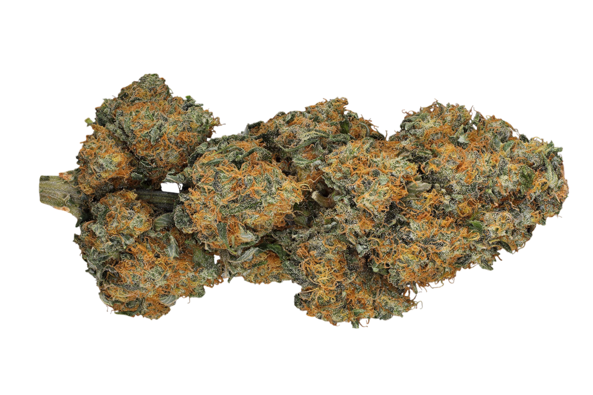 Black Domina Auto Cannabis