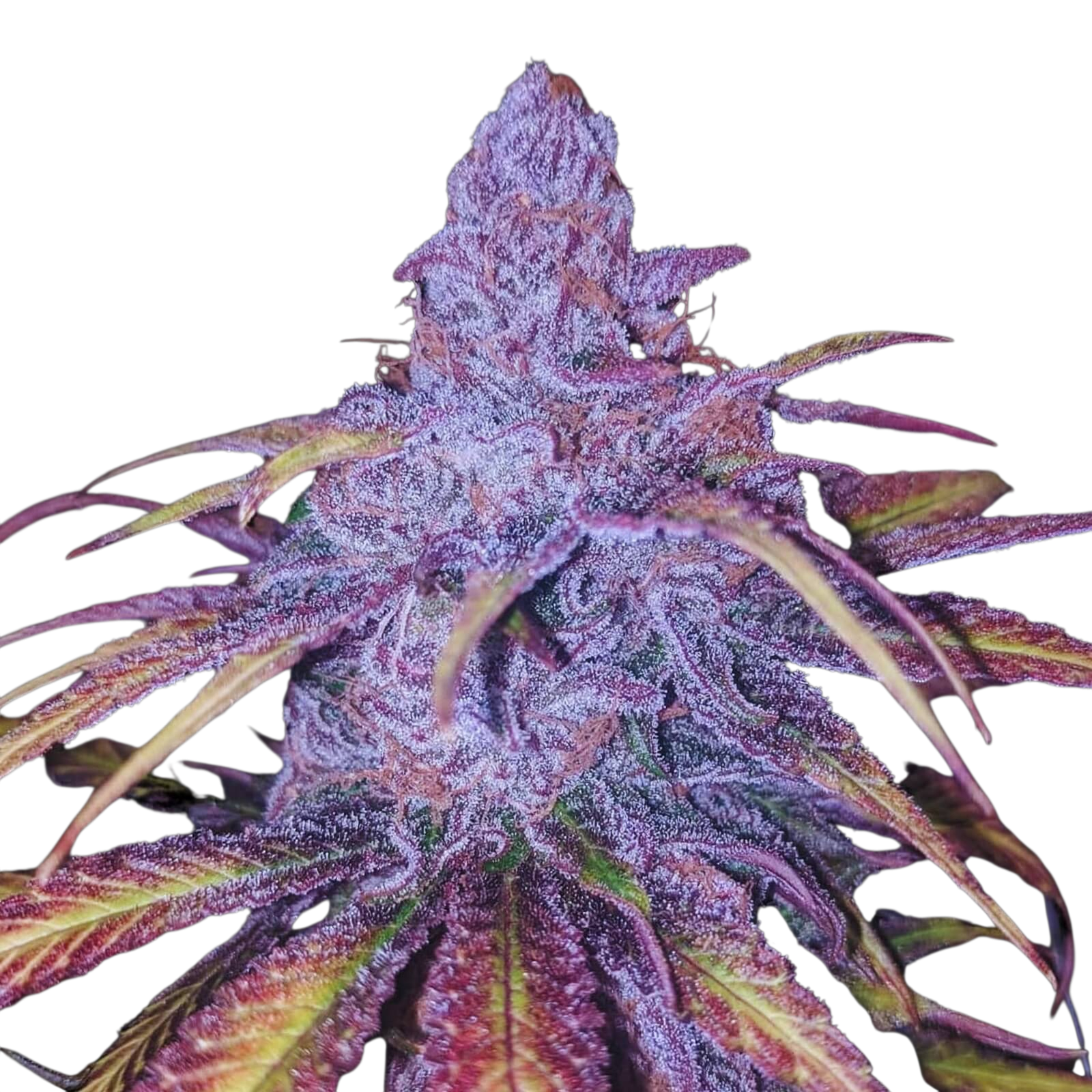 Cherry Punch Cannabis