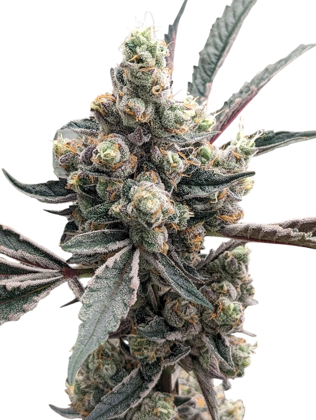 Cookie Dough cannabis 