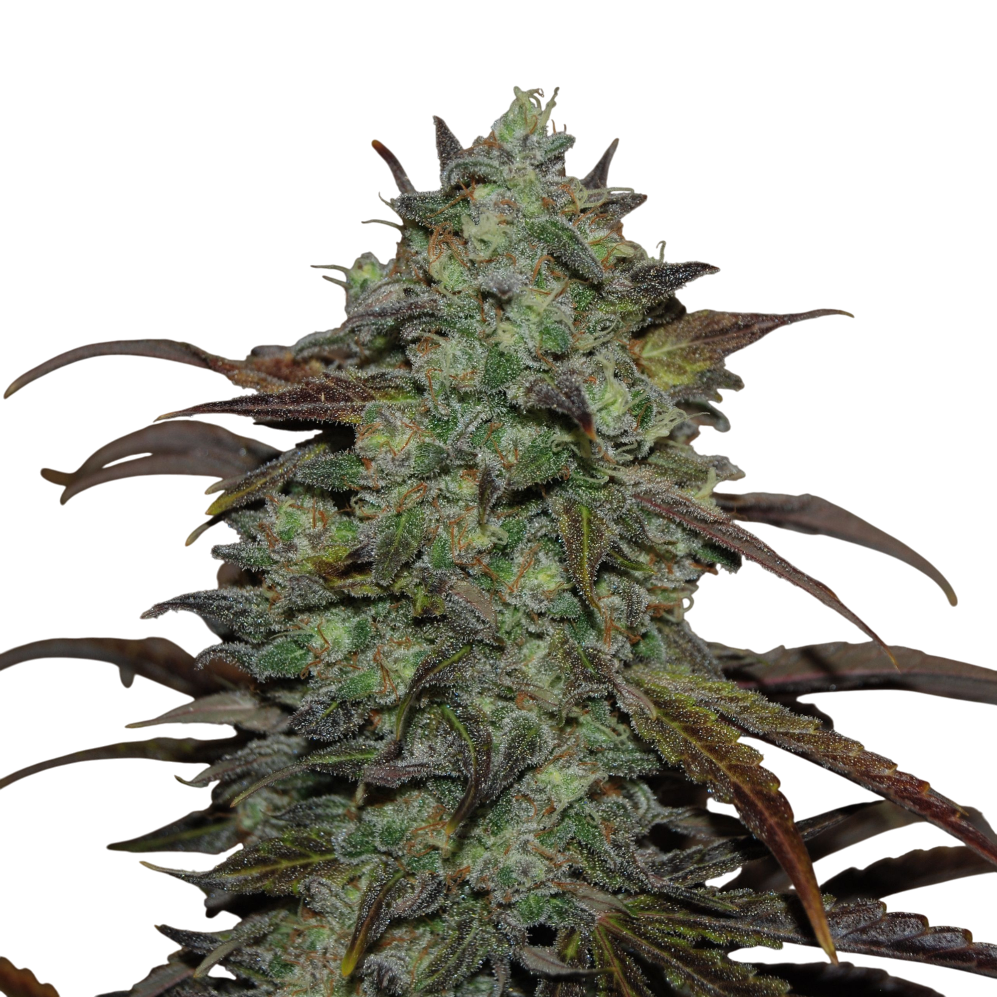 Eleven Roses Cannabis