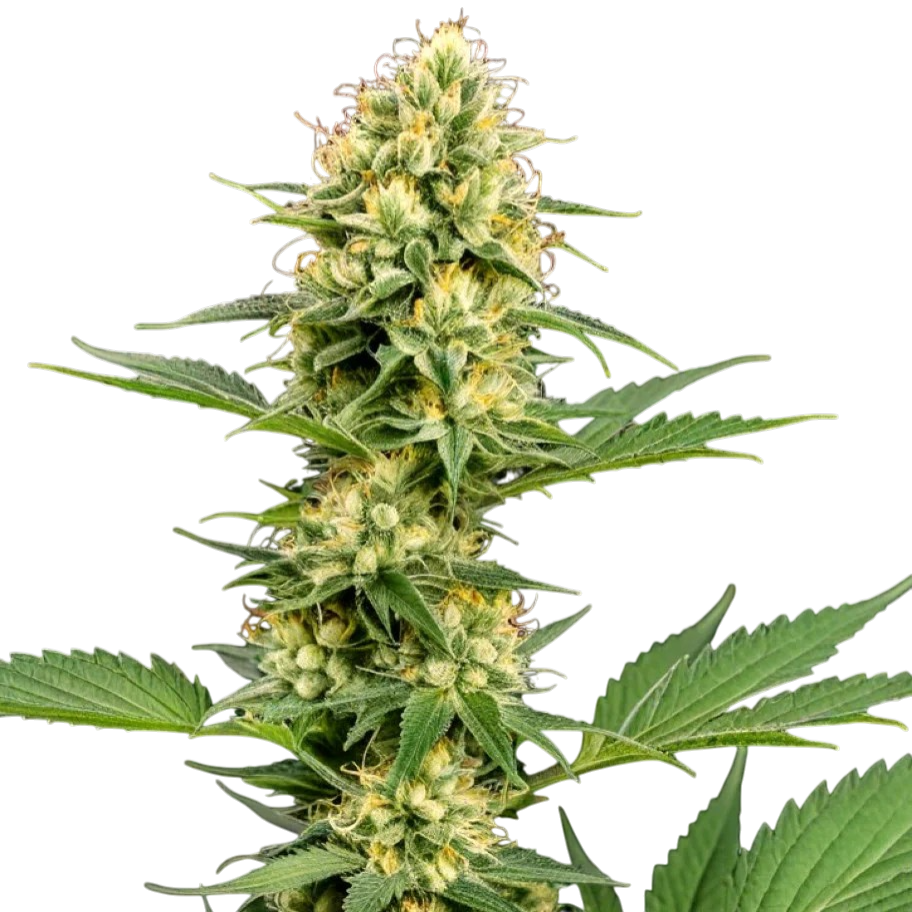 Gelato 33 (Larry Bird) cannabis