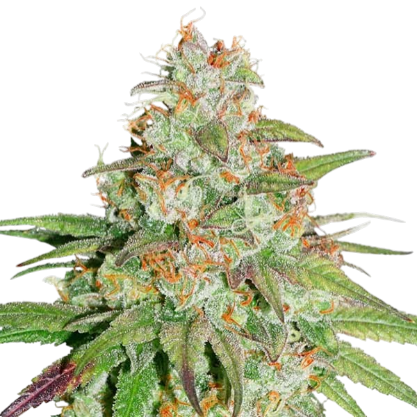 Glueberry OG cannabis