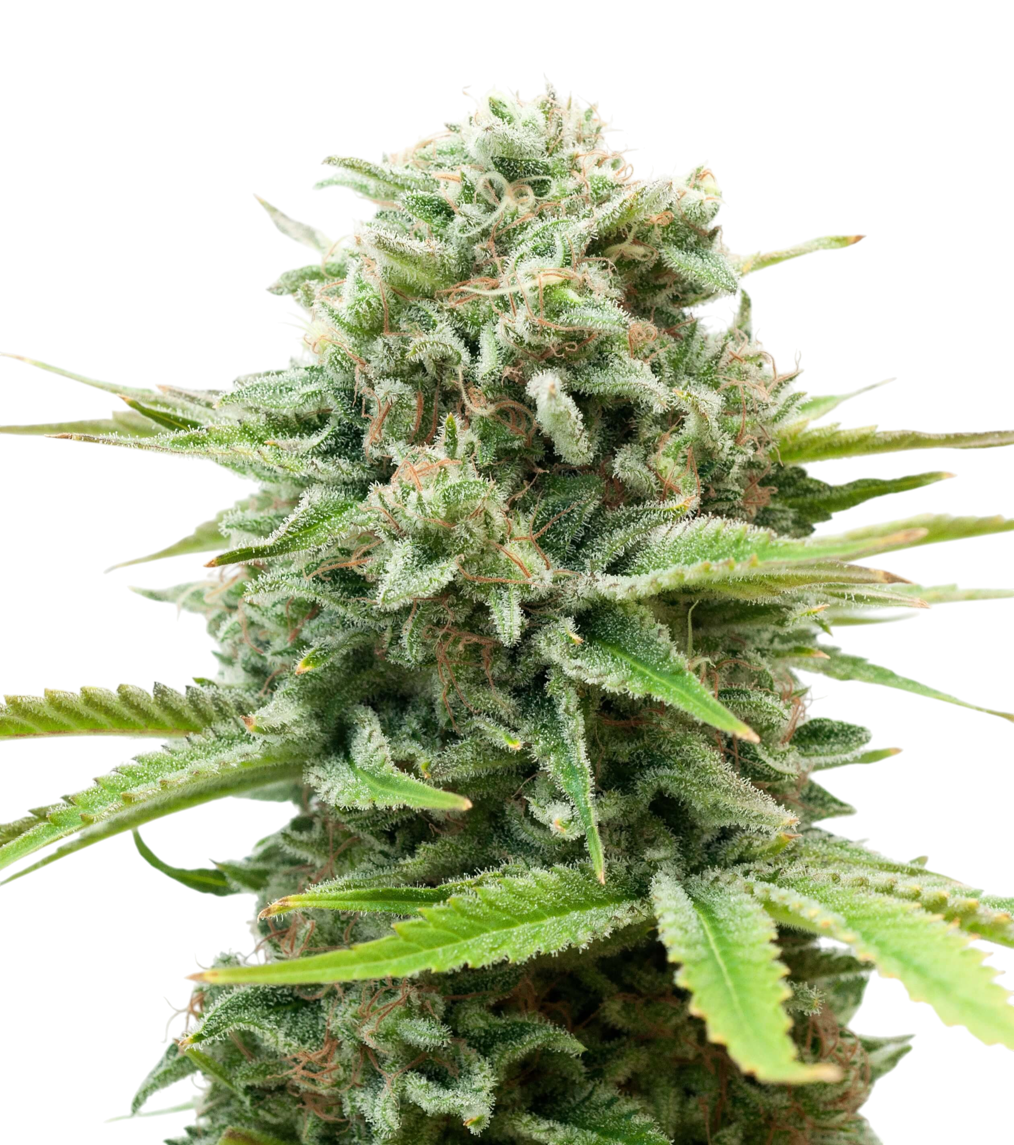 Godfather OG Cannabis