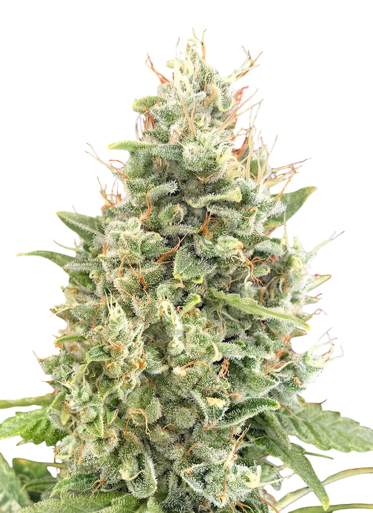 Gorilla Zkittlez cannabis