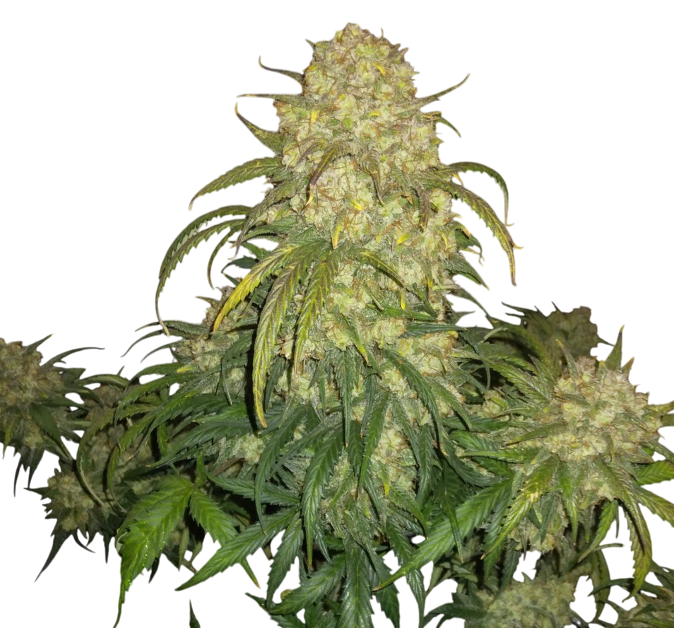 Head Cheese Cannabis