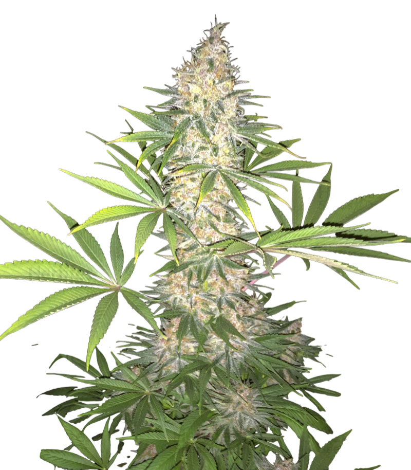 LA Confidential Cannabis