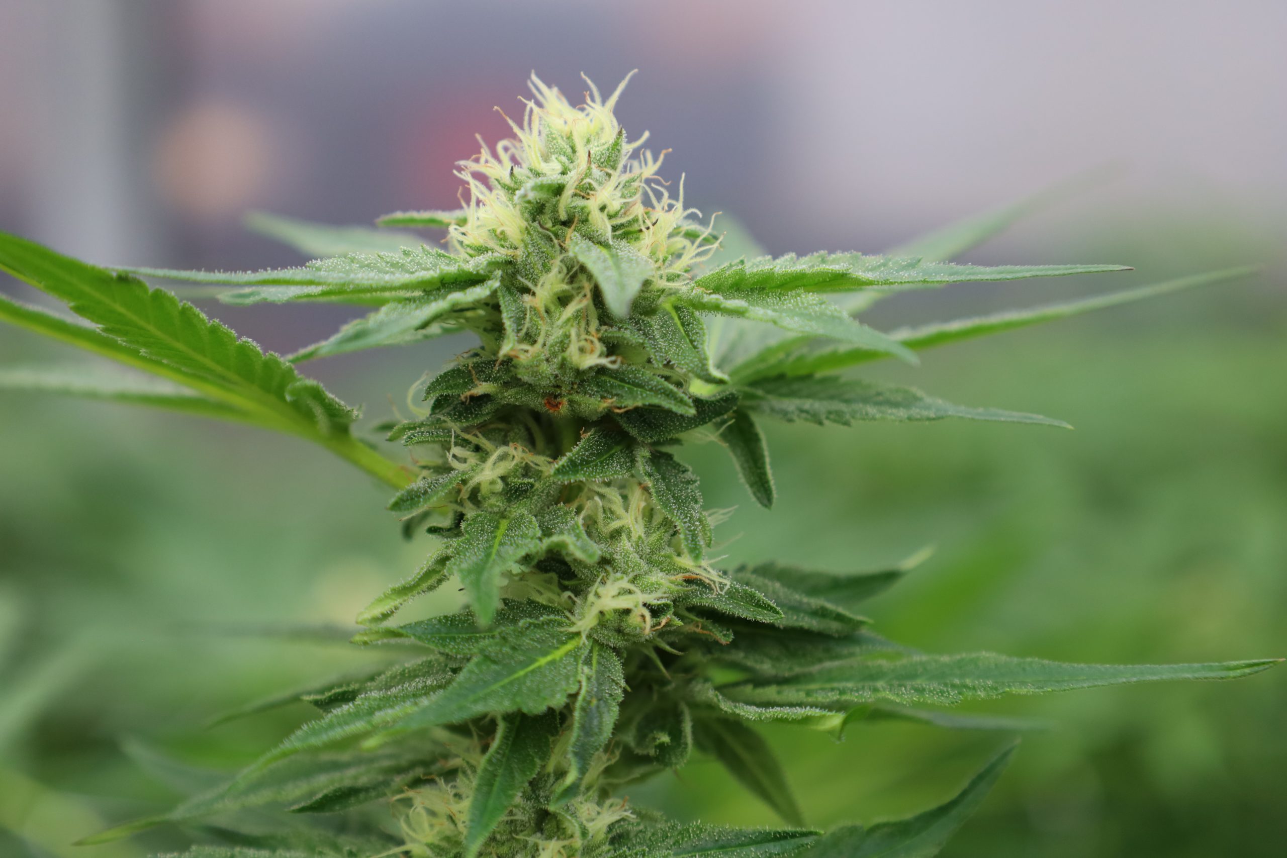 Meat Breath Cannabis