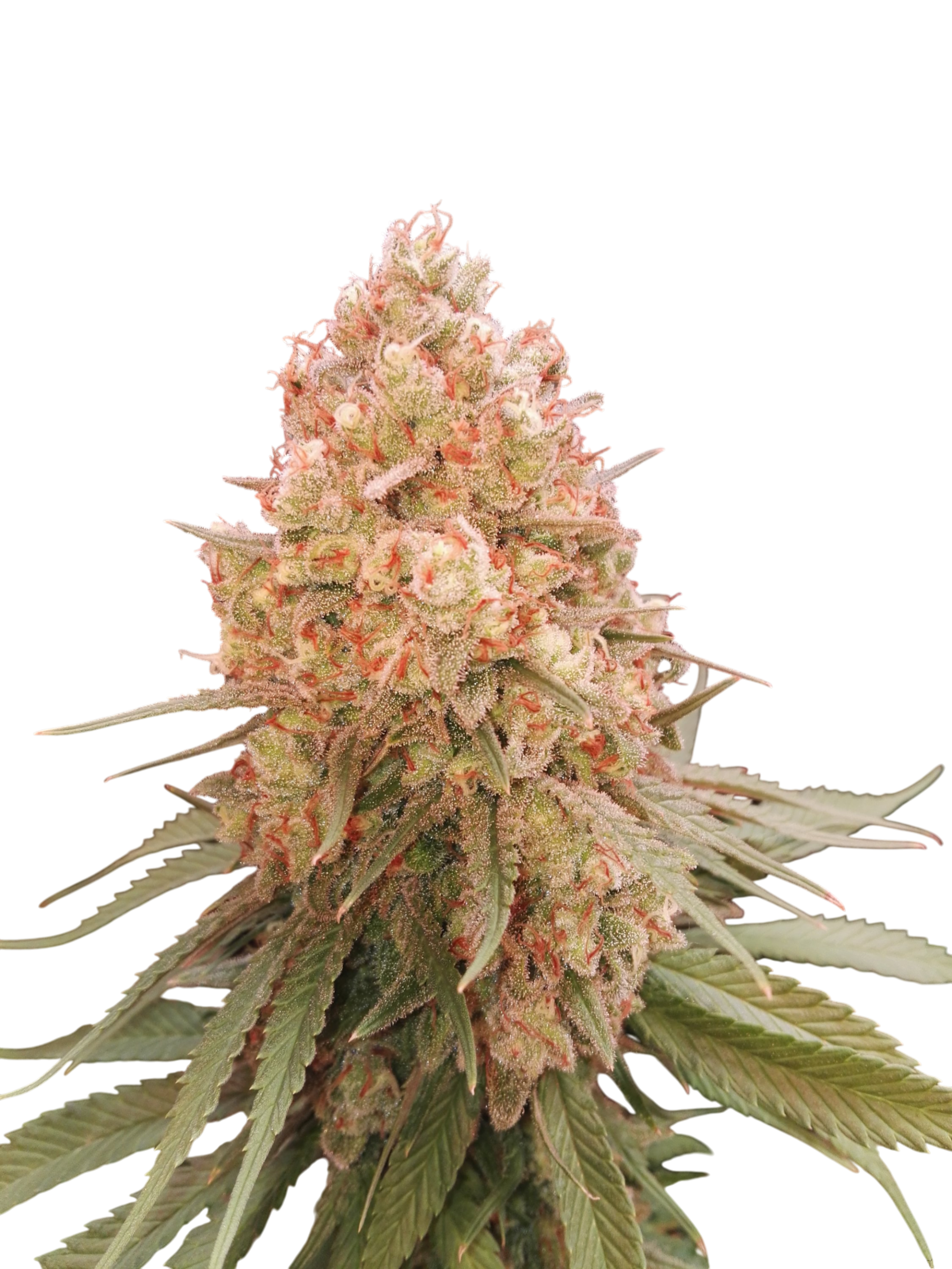 Monster Zkittlez Cannabis