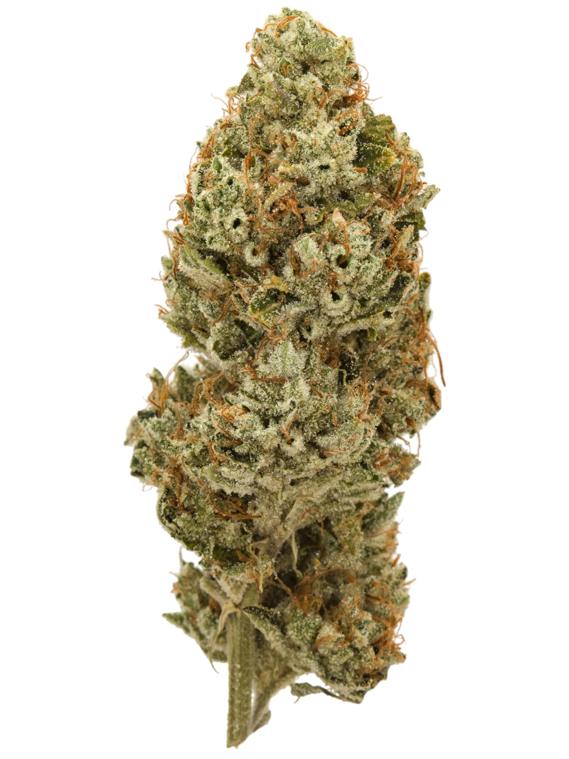 Motorbreath cannabis