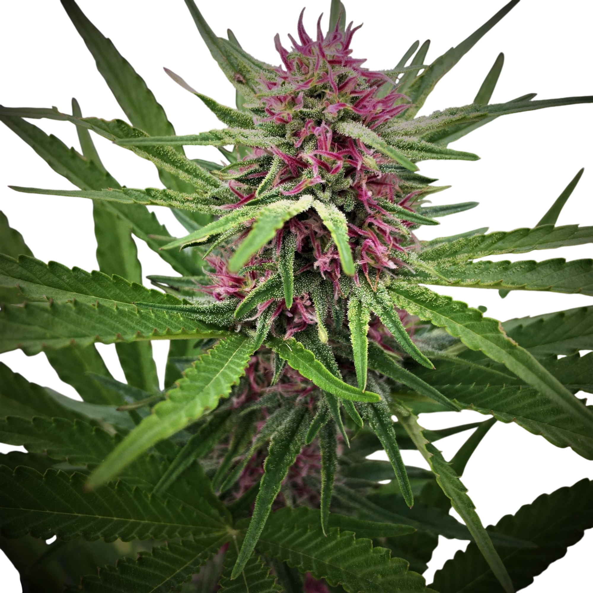 Pink Panties Cannabis