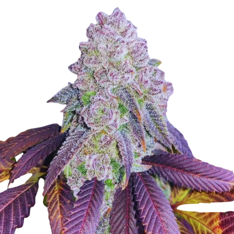 Rainbow Chip Cannabis