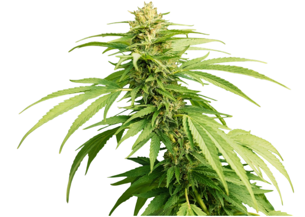 Sour Tsunami Cannabis Sour Tsunami Cannabis