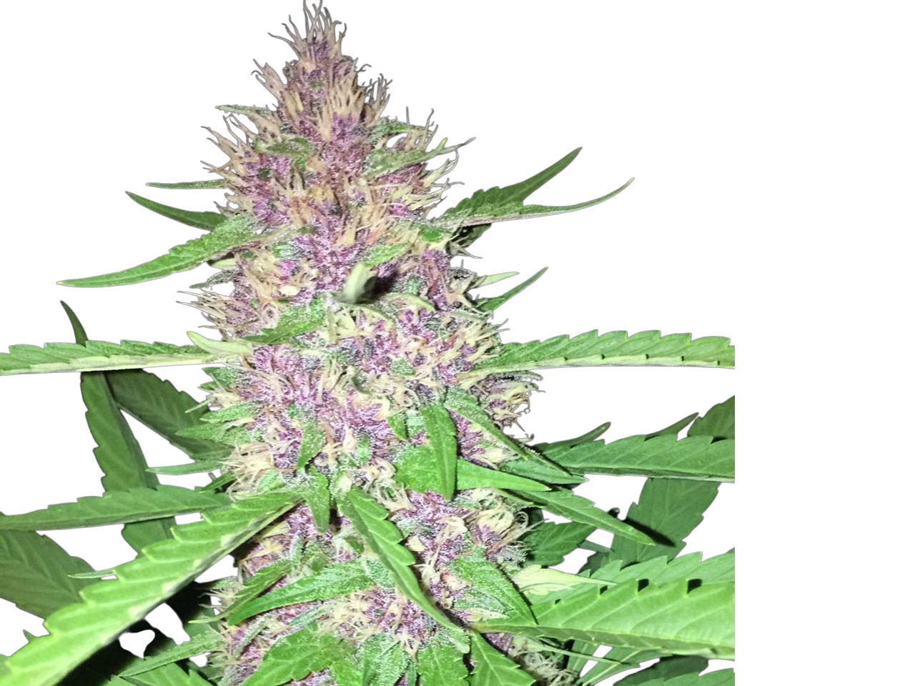 Sugar Black Rose cannabis