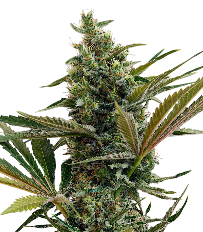 Watermelon Zkittlez Cannabis