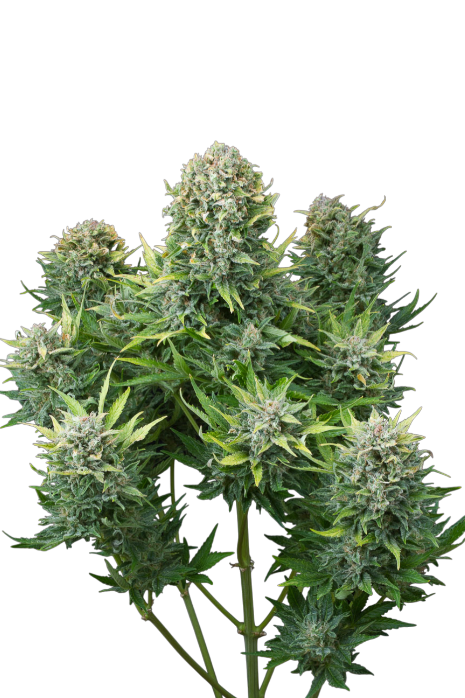 White Gushers Cannabis