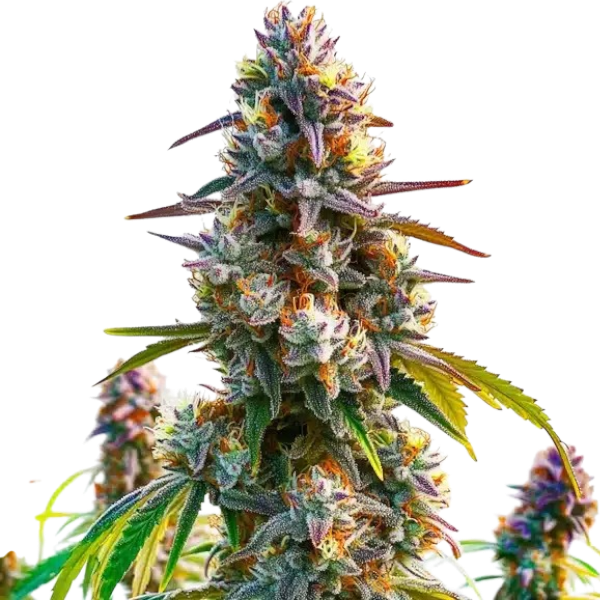 9 Pound Hammer cannabis