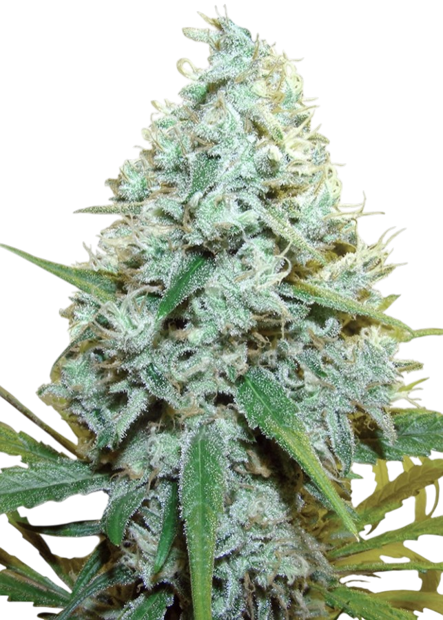 Amnesia Mac Ganja (AMG) cannabis