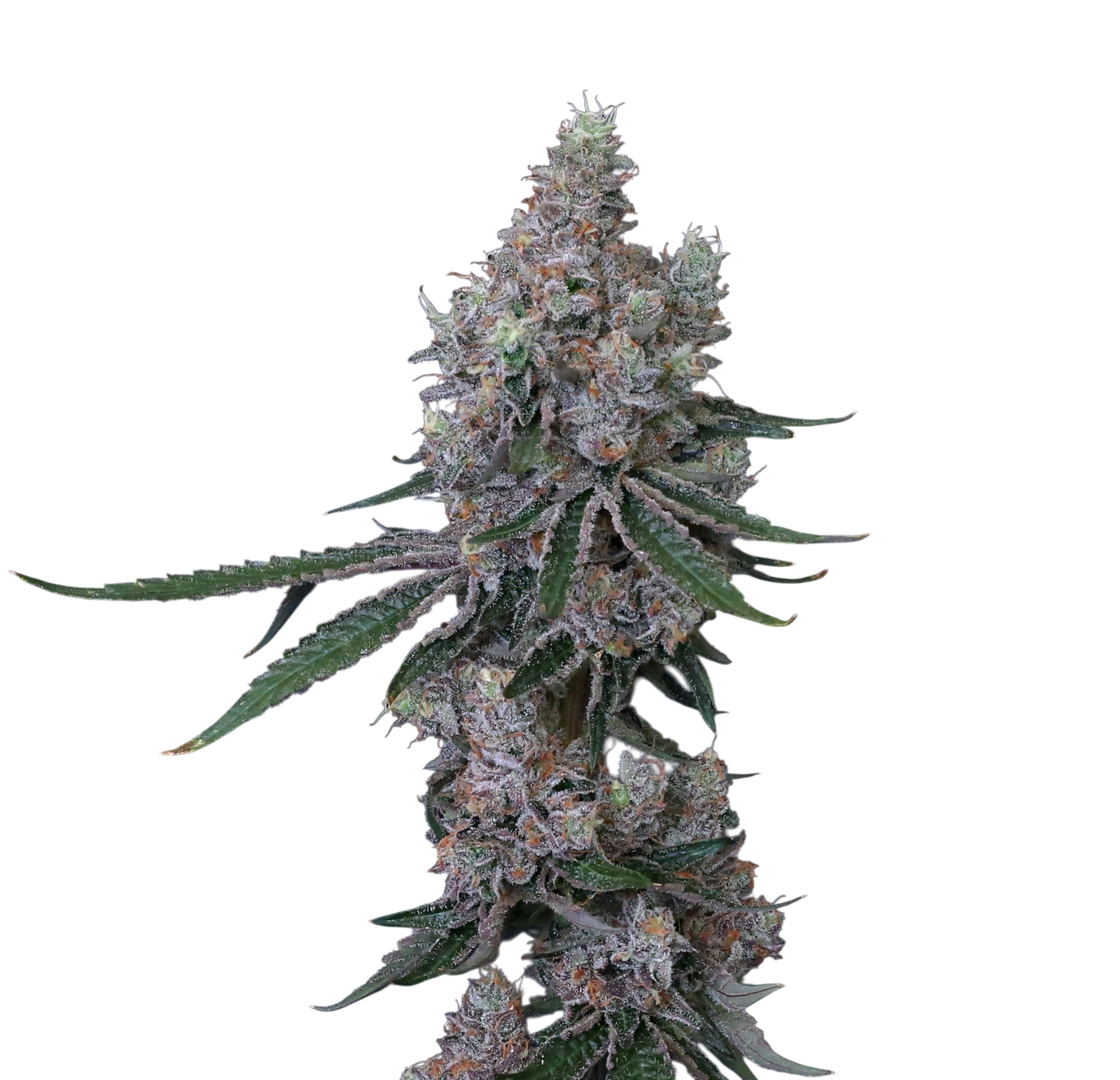 Blue Sherbet Cannabis