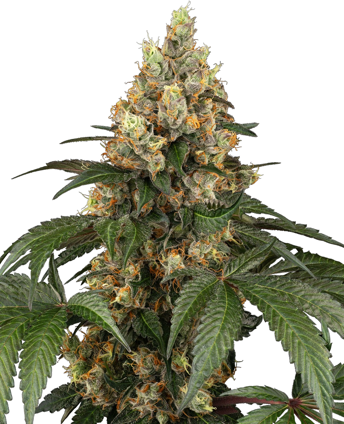 Chocolate Thai Cannabis